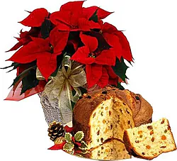 Flor de Pascua roja con panettone